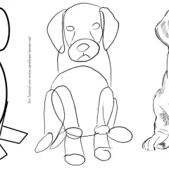 Zeichnungsanleitung: Hund in drei Schritten von schematisch bis realistisch.