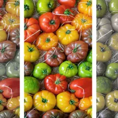 Was ergibt rot und grün? Eine bunte Vielfalt an Tomaten, von leuchtend rot und gelb bis zu grün und braun.
