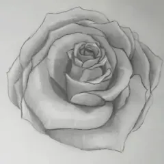 Bleistiftzeichnung einer Rose mit detaillierten Blütenblättern.