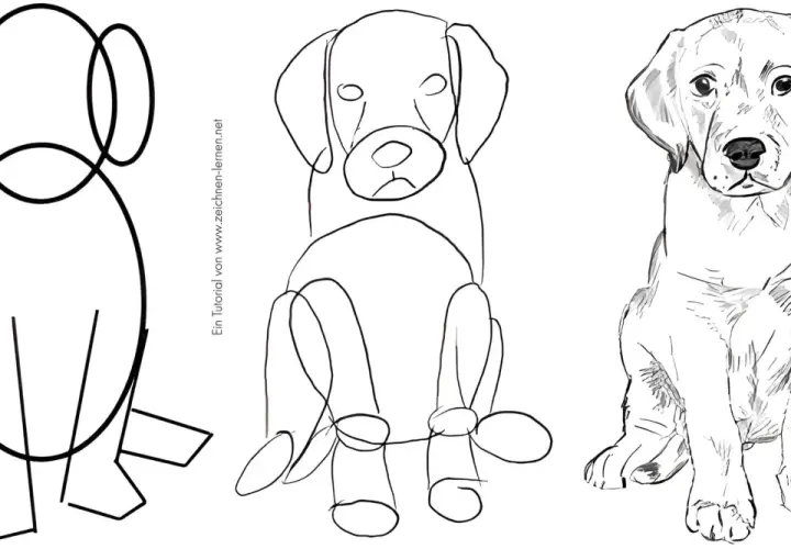 Zeichnungsanleitung: Hund in drei Schritten von schematisch bis realistisch.