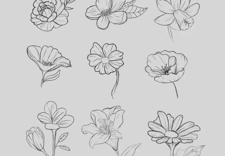 Blumen zeichnen mit Bleistift: Einfache Anleitung für Anfänger