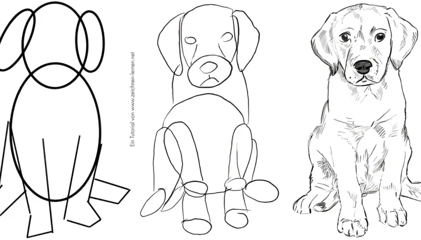 Zeichnungsanleitung: Hund in drei Schritten von schematisch bis realistisch.