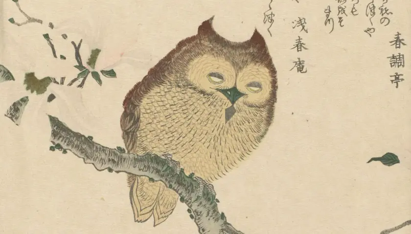 Eine Eule sitzt auf einem Ast, umgeben von Kirschblüten. Dieses Bild könnte man nutzen, um ein **gif erstellen** zu lassen, das die Eule lebendig werden lässt.