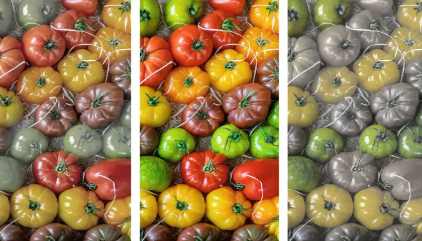 Was ergibt rot und grün? Eine bunte Vielfalt an Tomaten, von leuchtend rot und gelb bis zu grün und braun.