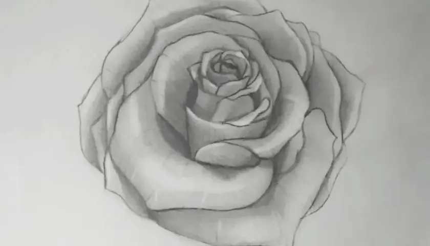 Bleistiftzeichnung einer Rose mit detaillierten Blütenblättern.
