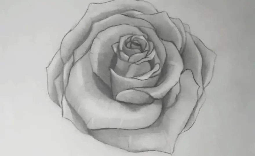 Rose zeichnen lernen: Einfache Schritt-für-Schritt-Anleitung