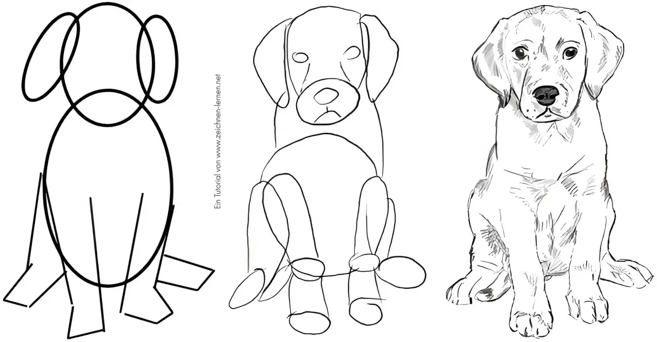 Zeichnungsanleitung: Hund in drei Schritten von schematisch bis realistisch.