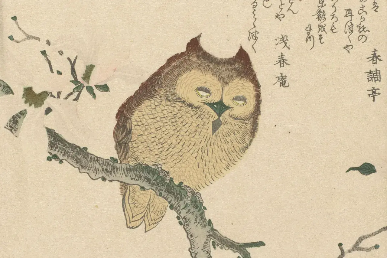 Eine Eule sitzt auf einem Ast, umgeben von Kirschblüten. Dieses Bild könnte man nutzen, um ein **gif erstellen** zu lassen, das die Eule lebendig werden lässt.