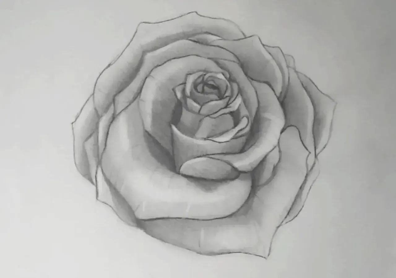 Bleistiftzeichnung einer Rose mit detaillierten Blütenblättern.