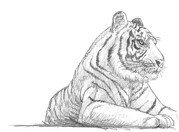 Materialien Tiger malen einfach